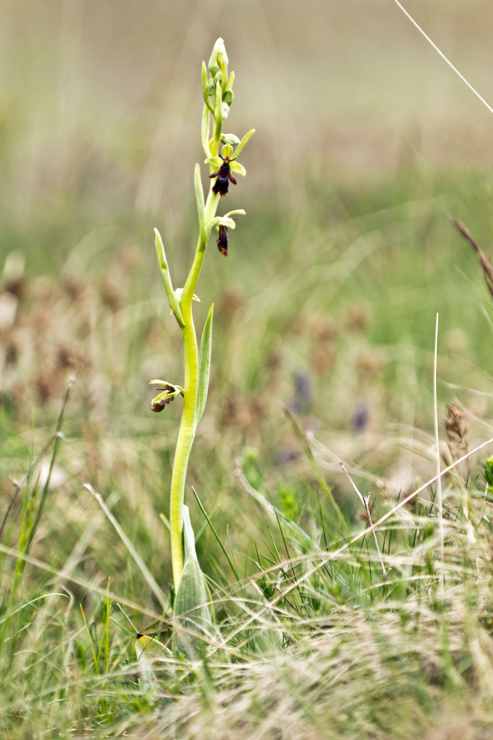 Ophrys insectifera L